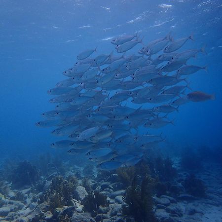 Villa Gobernador Bonaire 크랄렌데이크 외부 사진